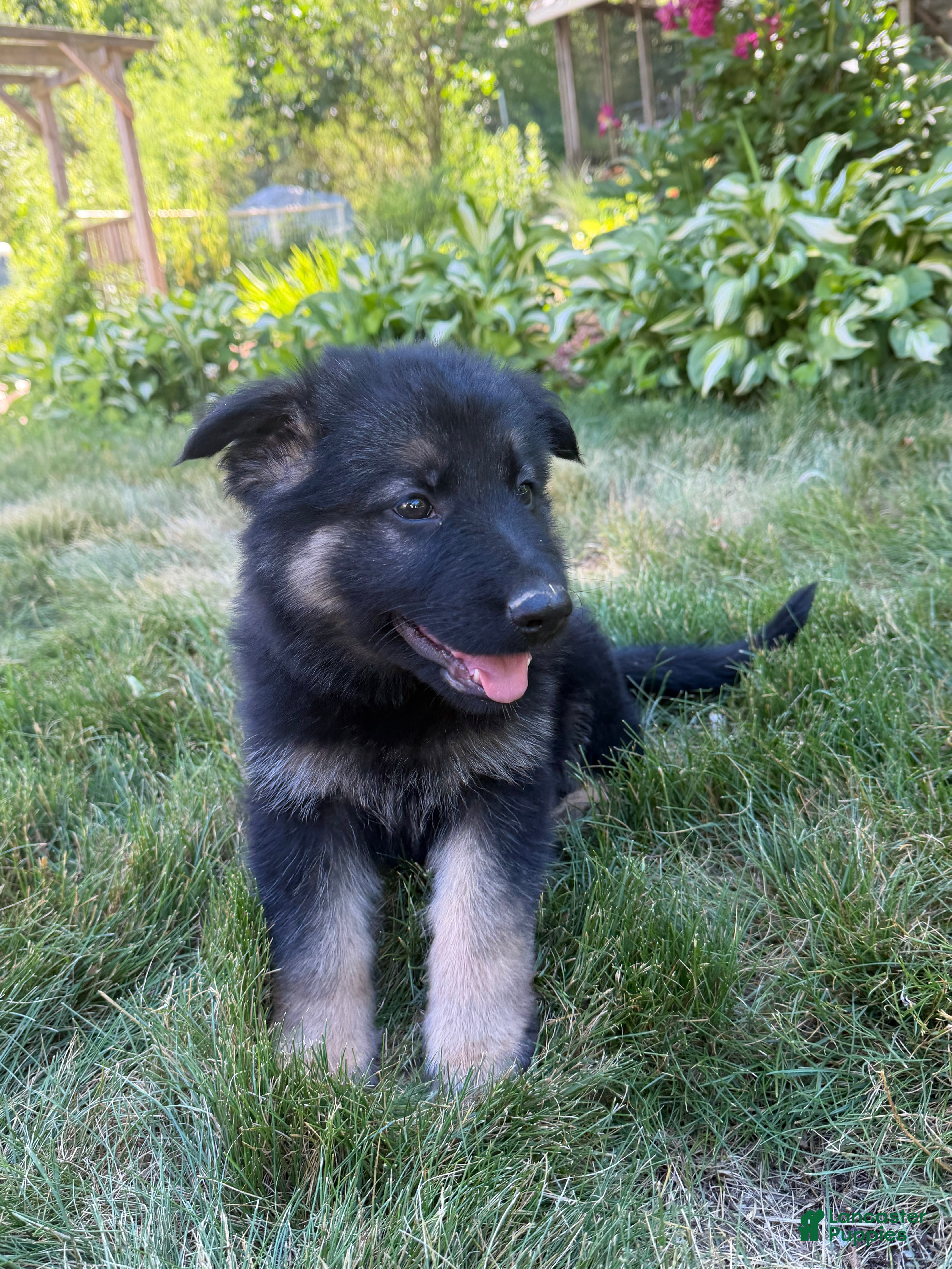 German Shepherd dogs Lexi  - Ad 36