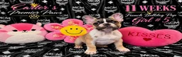 French Bulldog dogs for sale: French Bulldog 5 daisy,fay  - Ad 2