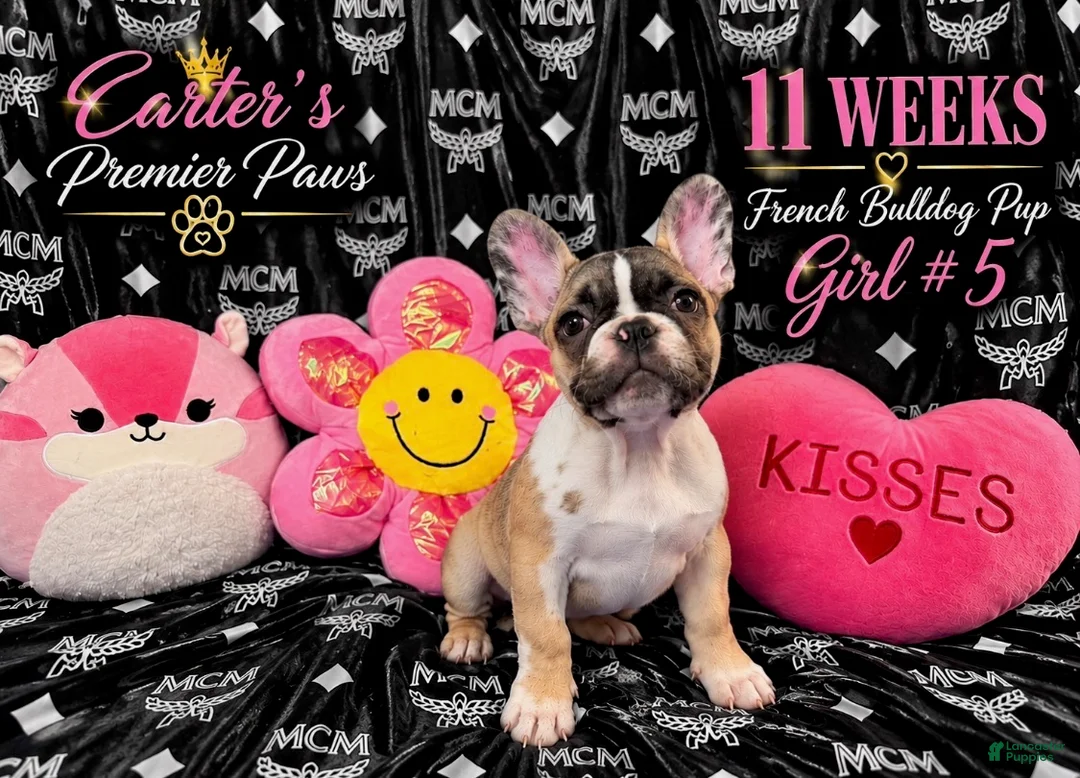 French Bulldog dogs for sale: French Bulldog 5 daisy,fay  - Ad 2