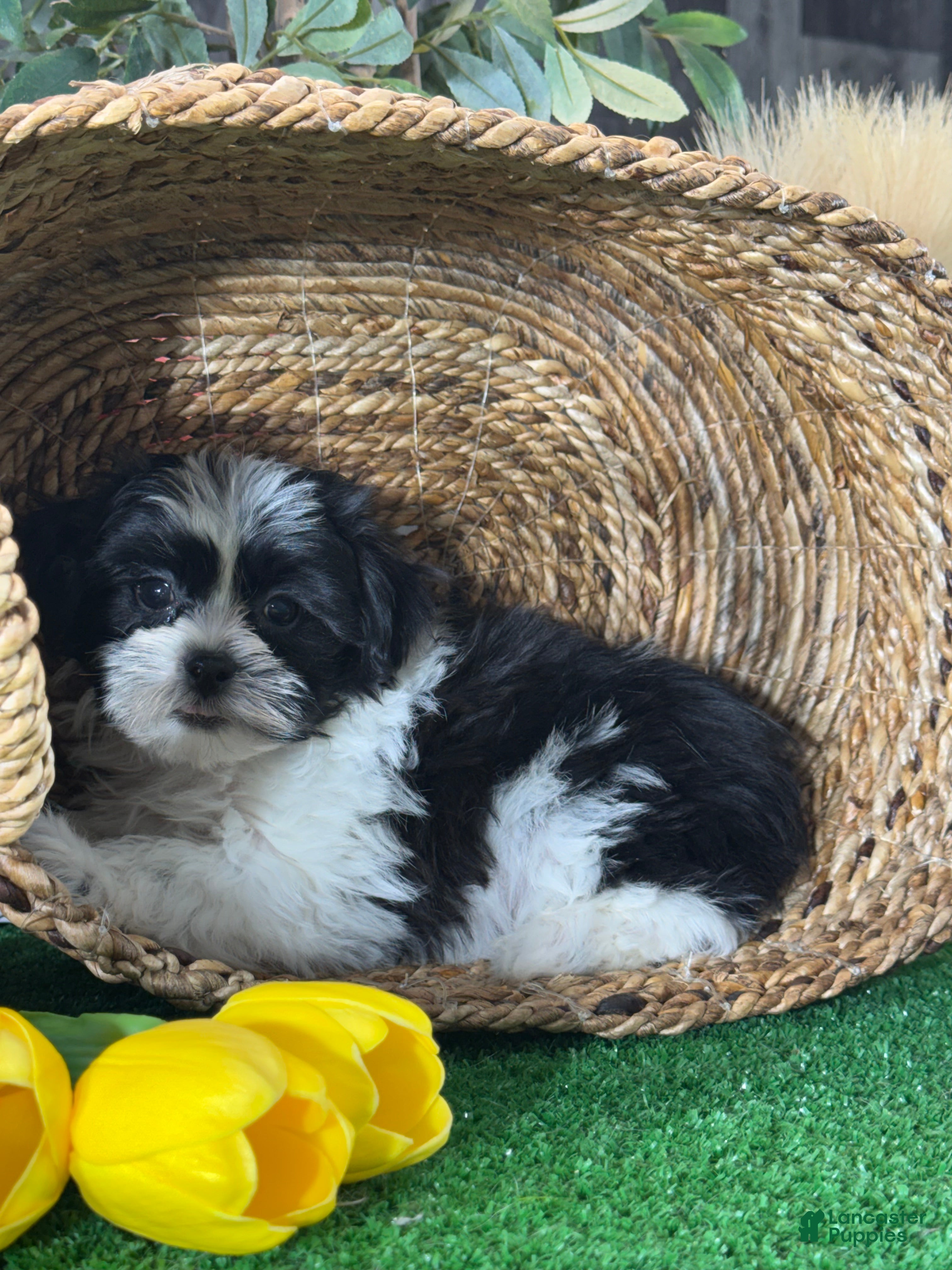 Mixed Breed dogs for sale: Luke - Ad 4