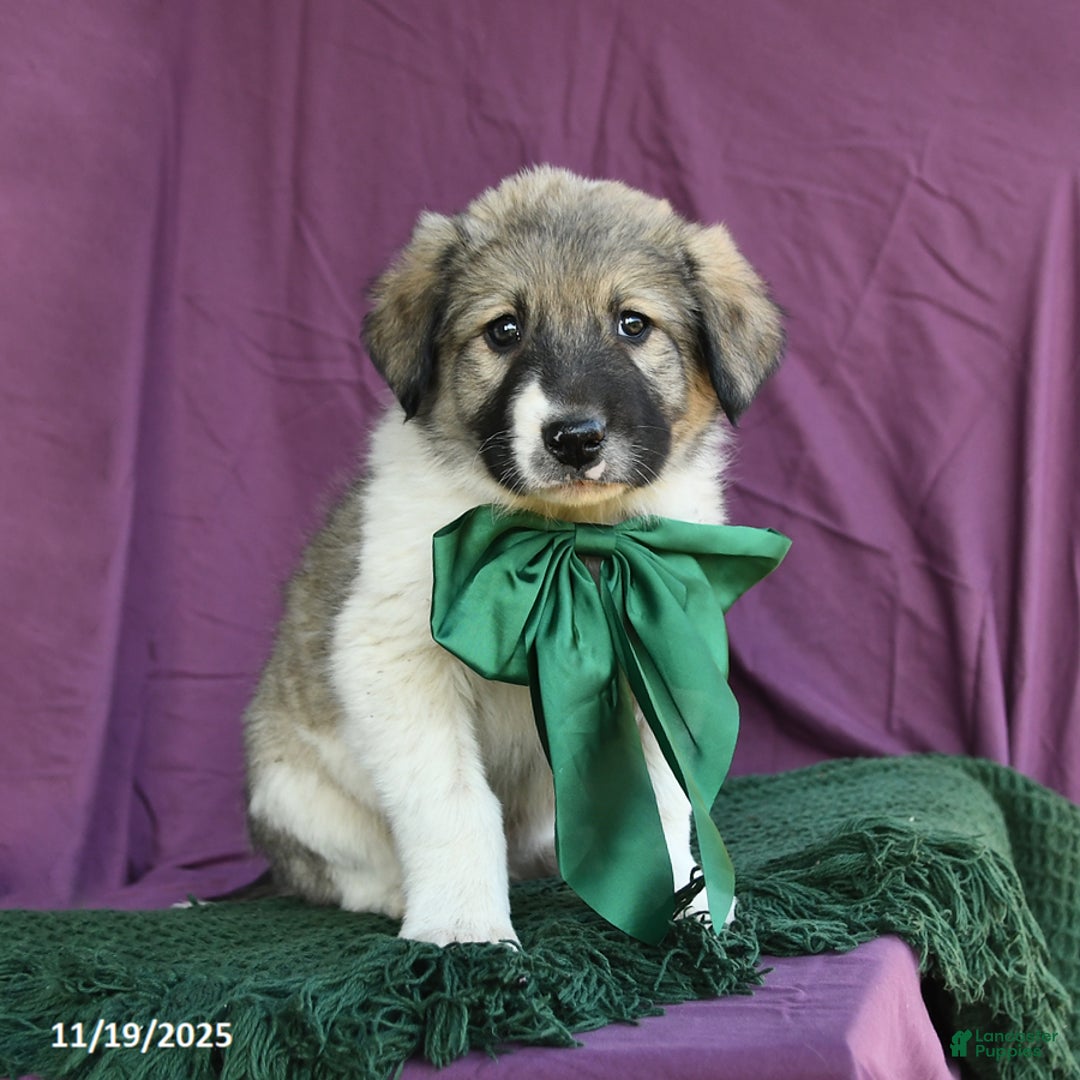 Mixed Breed dogs for sale: Boulder - Ad 1