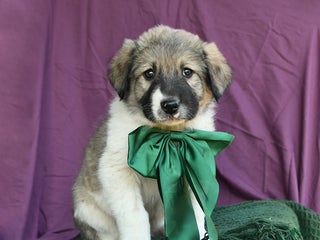 Mixed Breed dogs Boulder - Ad 15