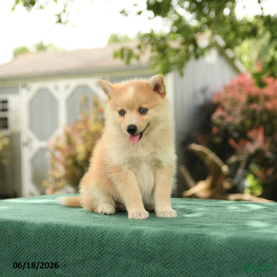 Pomsky dogs for sale: Klara - Ad 3
