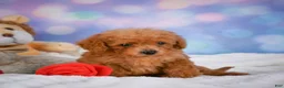 Cavapoo dogs for sale: Dash - Ad 8