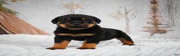 Rottweiler dogs for sale: Kara - Ad 9