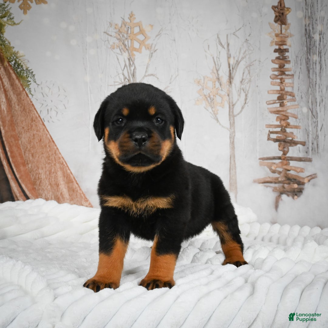 Rottweiler dogs for sale: Kara - Ad 9