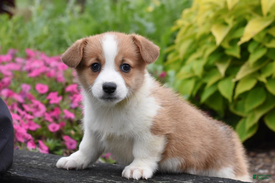 Welsh Corgi Pembroke dogs Autumn - Ad 1