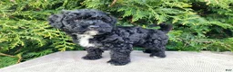 Mini Bernedoodle dogs for sale: Brock - Ad 7