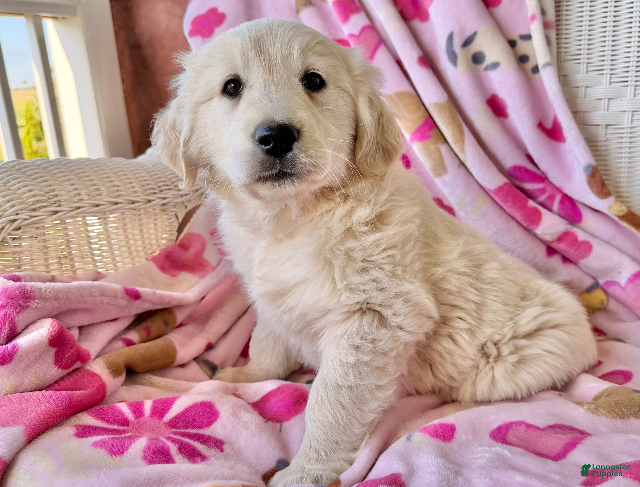 Golden Retriever dogs Sunbeam  - Ad 2