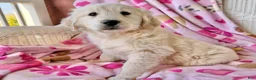 Golden Retriever dogs for sale: Sunbeam  - Ad 2
