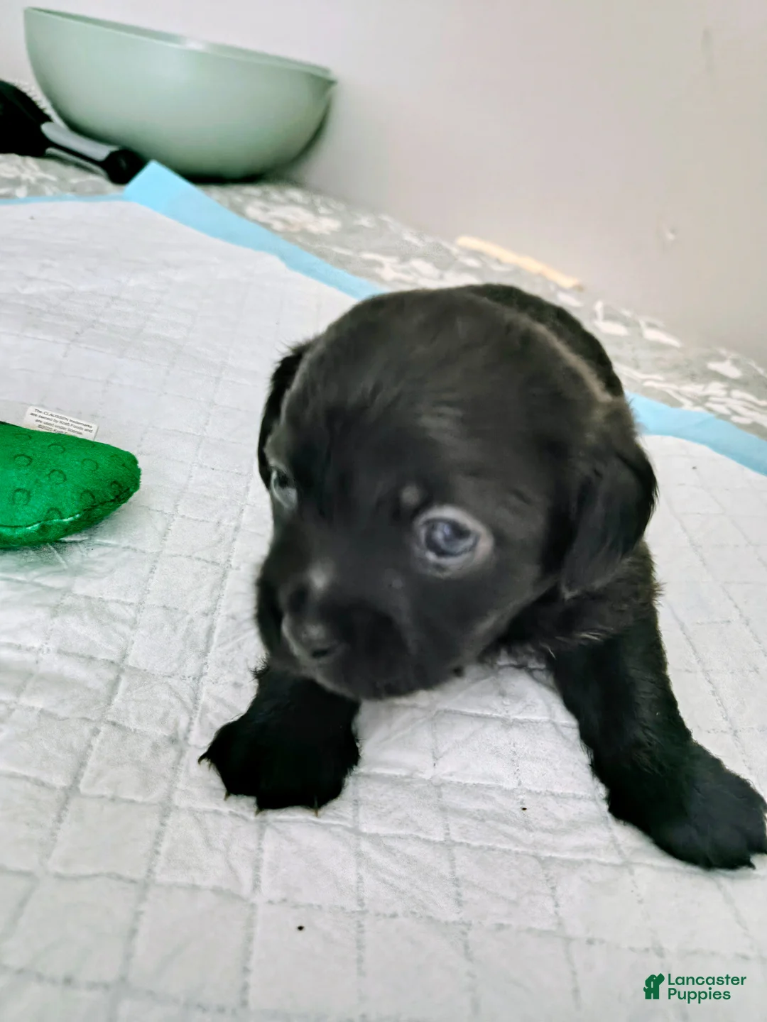 Mixed Breed dogs for sale: Baby Dante  - Ad 2