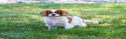 Cavapoo dogs for sale: Axel - Ad 6