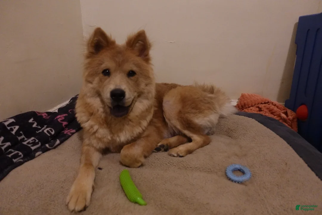 Mixed Breed dogs for sale: First born - Ad 2