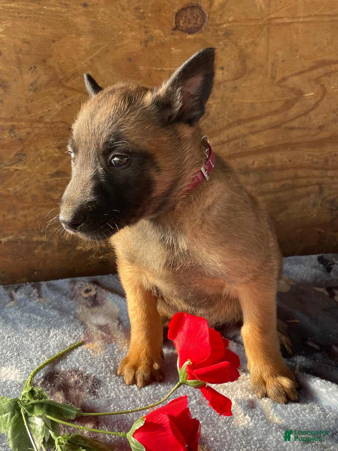 Belgian Malinois dogs for sale: Rex - Ad 3