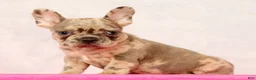 French Bulldog dogs for sale: Peter - Ad 7