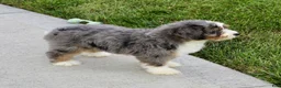 Mini Bernedoodle dogs for sale: Maxine - Ad 7