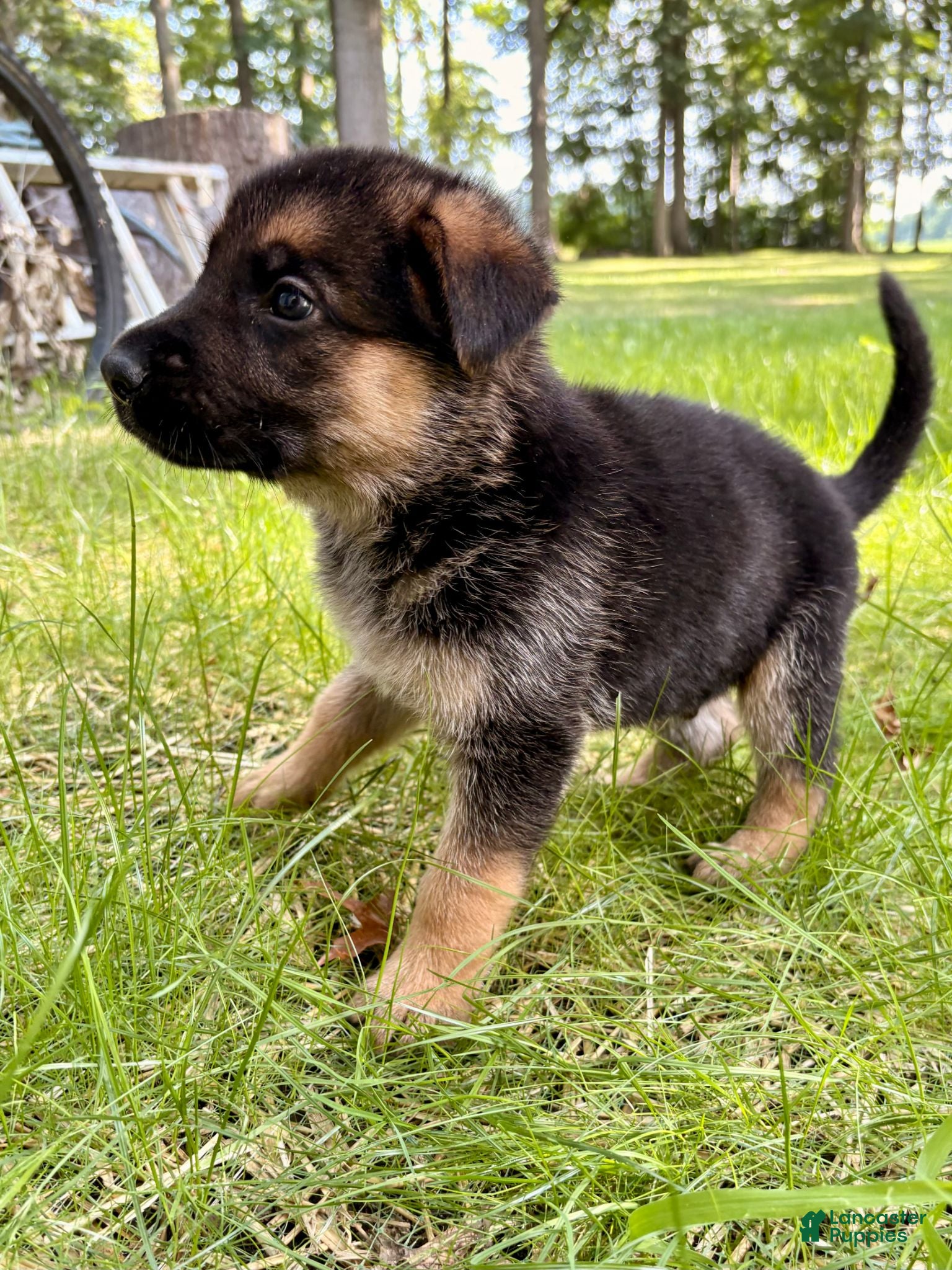 German Shepherd dogs German Shepherd 1 - Ad 1