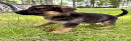 German Shepherd dogs for sale: German Shepherd 1 - Ad 1