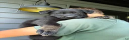 German Shepherd dogs for sale: Ruger - Ad 2
