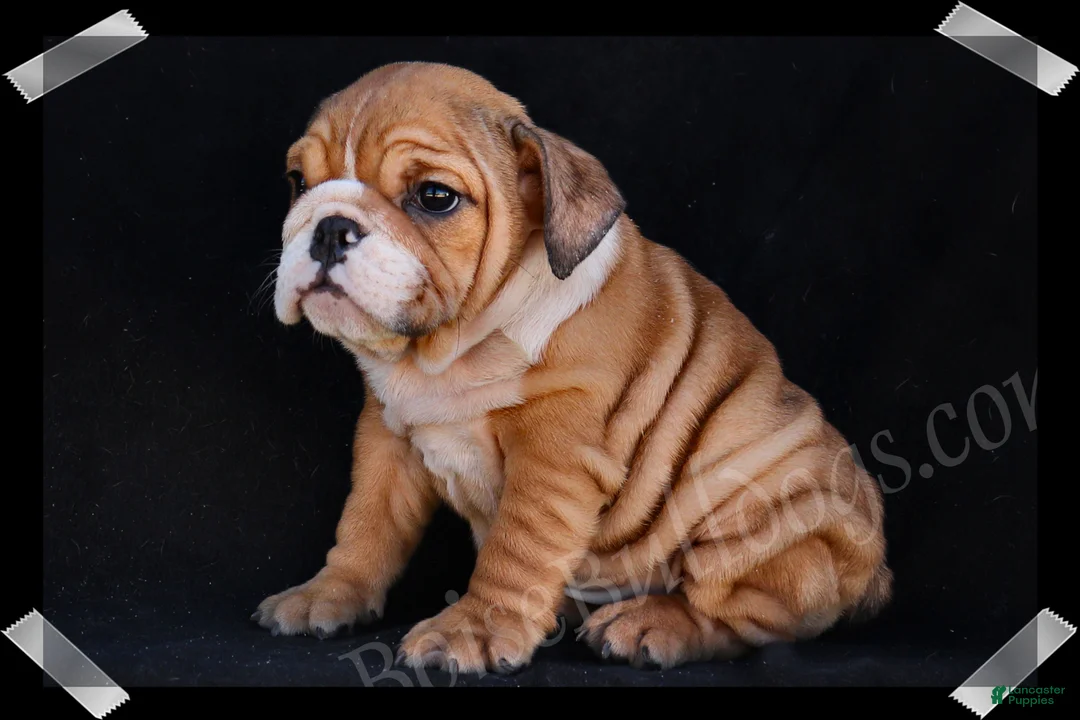 English Bulldog dogs for sale: Brown Sugar - Ad 2