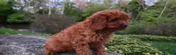 Cavapoo dogs for sale: Hope - Ad 18