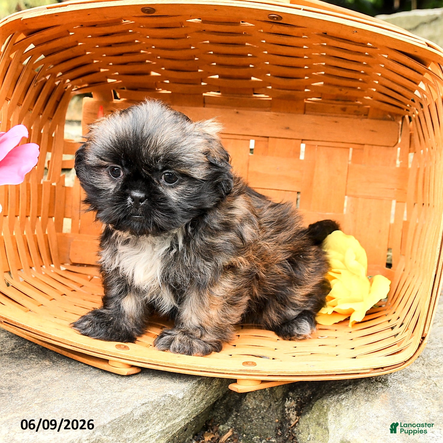 Shih Tzu dogs Lily - Ad 1