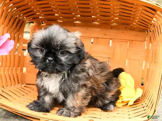 Shih Tzu dogs for sale: Lily - Ad 1