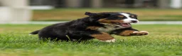 Bernese Mountain Dog dogs for sale: Bryan Bernese Mountain Dog  - Ad 6