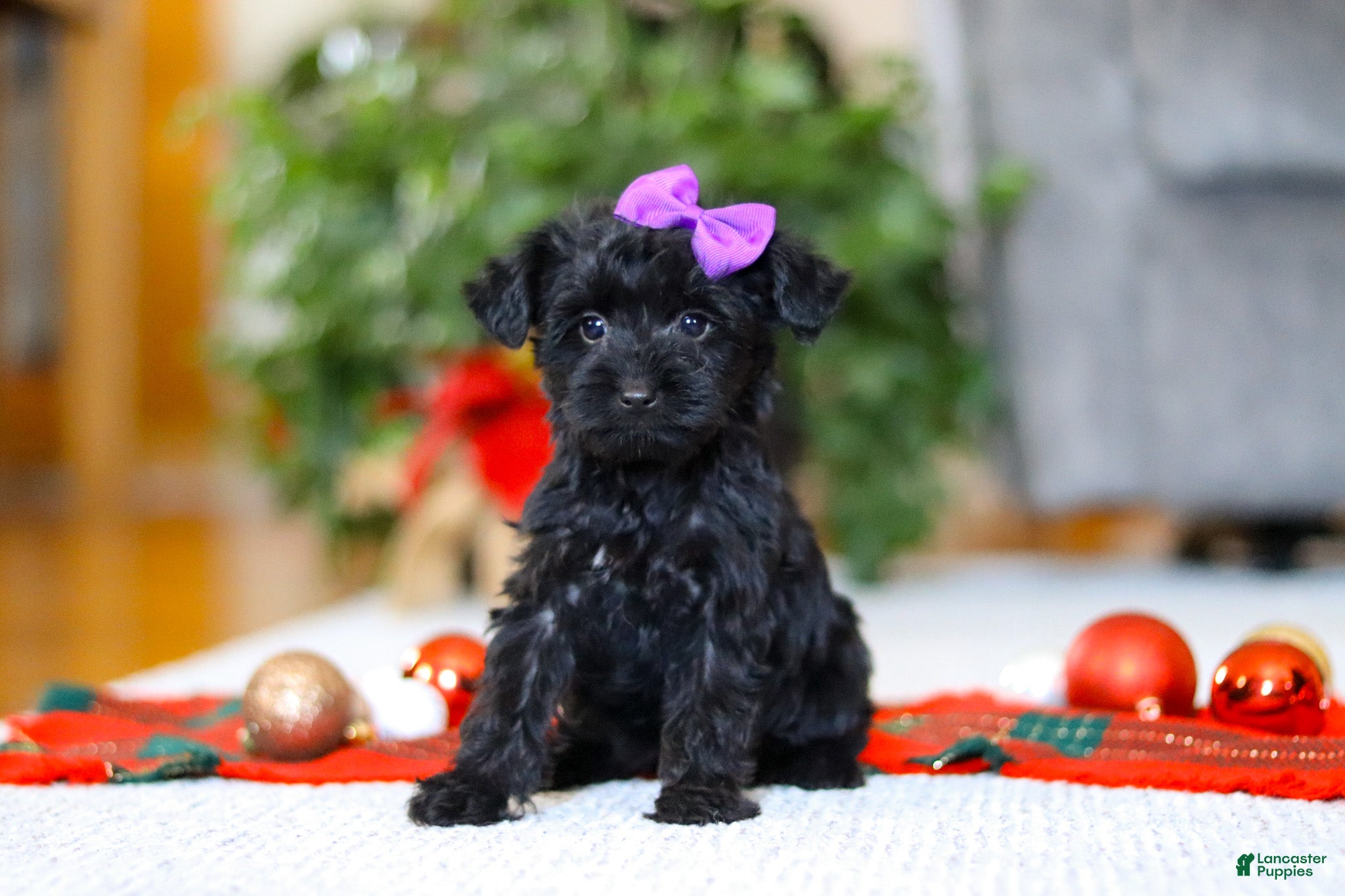 Yorkiepoo dogs Annie - Ad 7