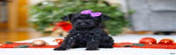 Yorkiepoo dogs for sale: Annie - Ad 1
