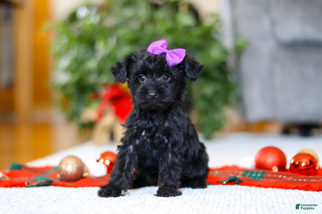 Yorkiepoo dogs for sale: Annie - Ad 1