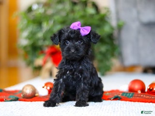 Yorkiepoo dogs Annie - Ad 16