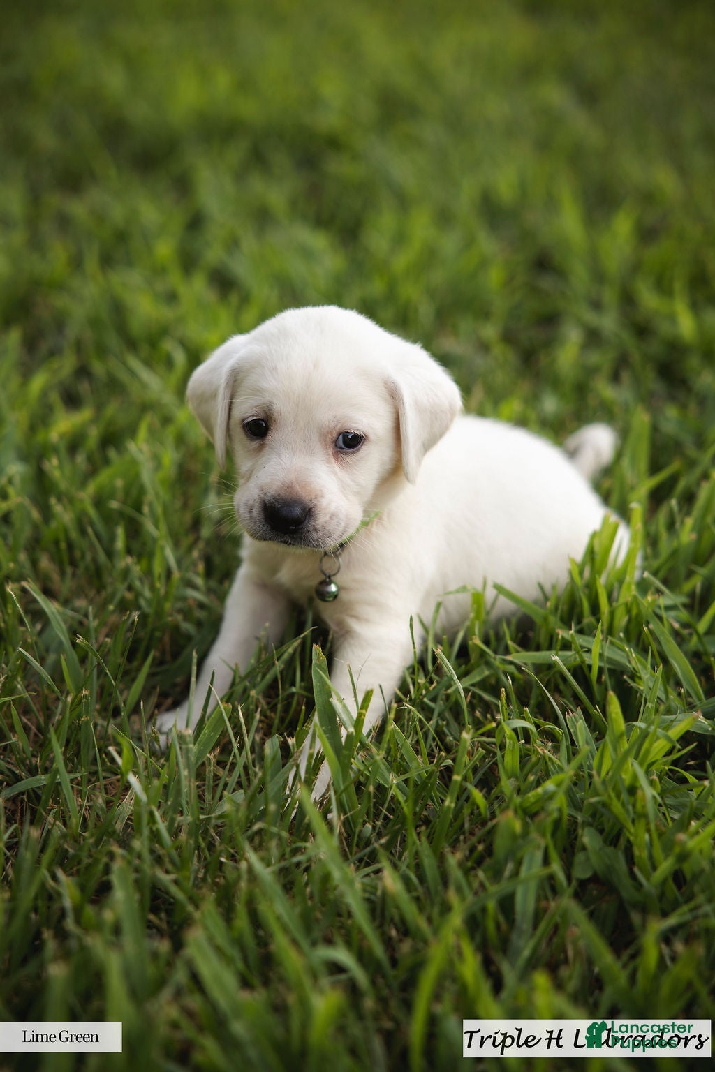 Labrador Retriever dogs Lime Green Collar - Ad 1