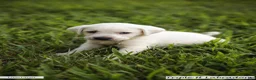 Labrador Retriever dogs for sale: Lime Green Collar - Ad 1