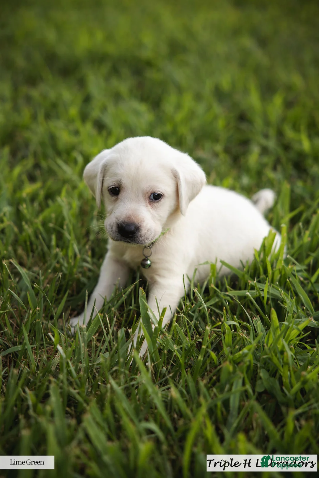 Labrador Retriever dogs for sale: Lime Green Collar - Ad 1