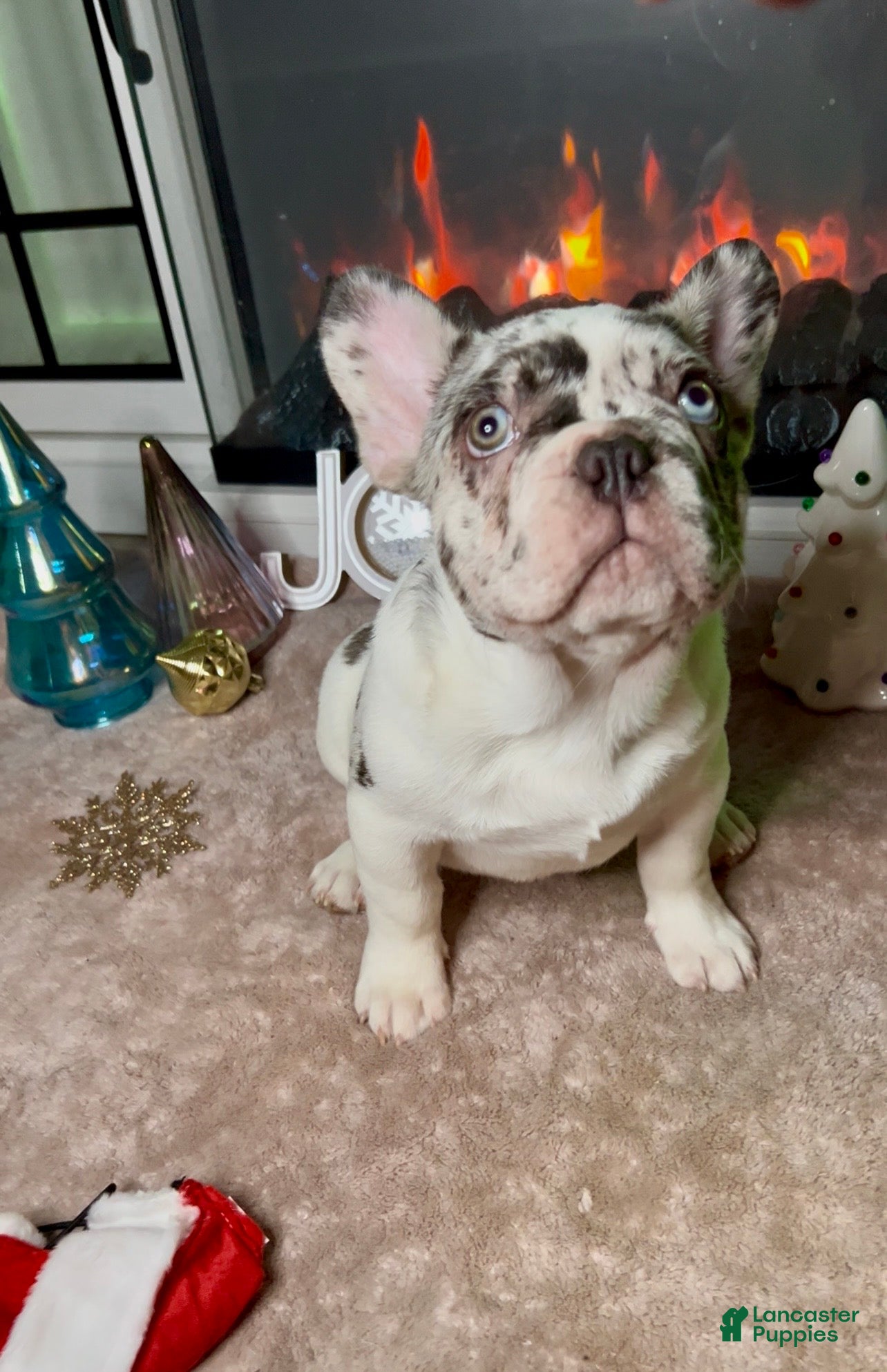 French Bulldog dogs CHAI  - Ad 31