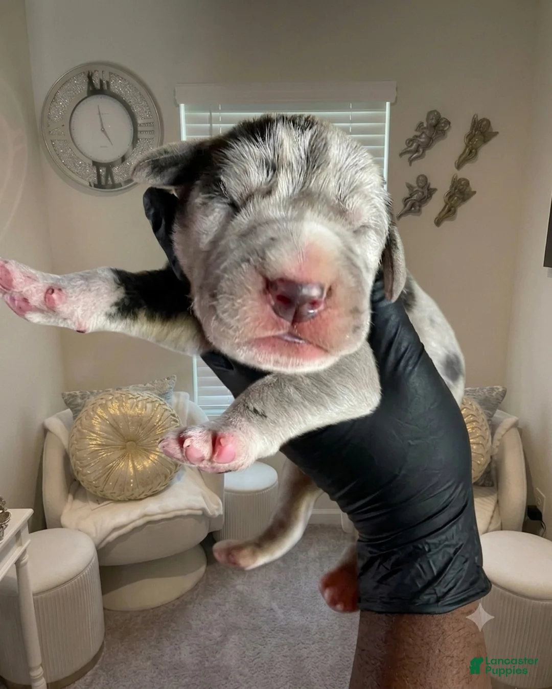 Great Dane dogs for sale: Rhythm and Soul’s Rhythm of Ella Mai - Ad 2