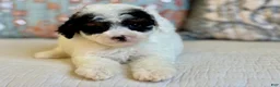 Miniature Poodle dogs for sale: Elton - Ad 7