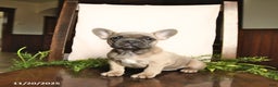 French Bulldog dogs for sale: Annie - Ad 8
