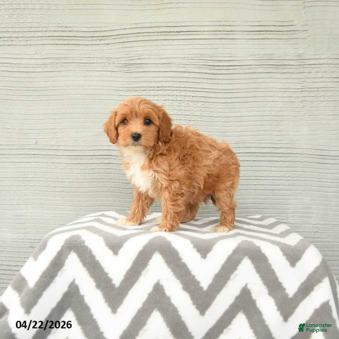 Shihpoo dogs for sale: George - Ad 2