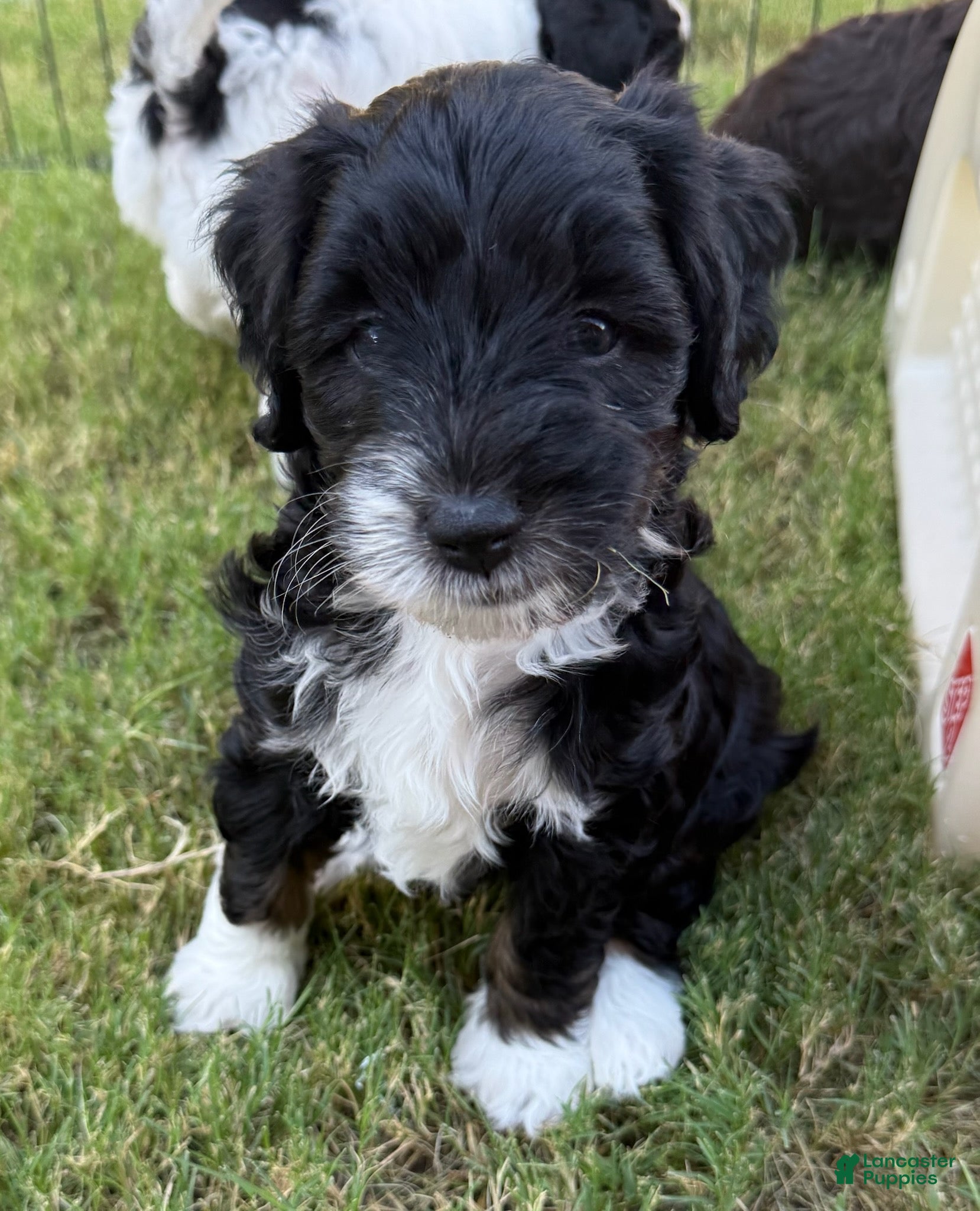 Mini Aussiedoodle dogs Thunder - Ad 3