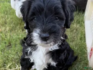 Mini Aussiedoodle dogs Thunder - Ad 3