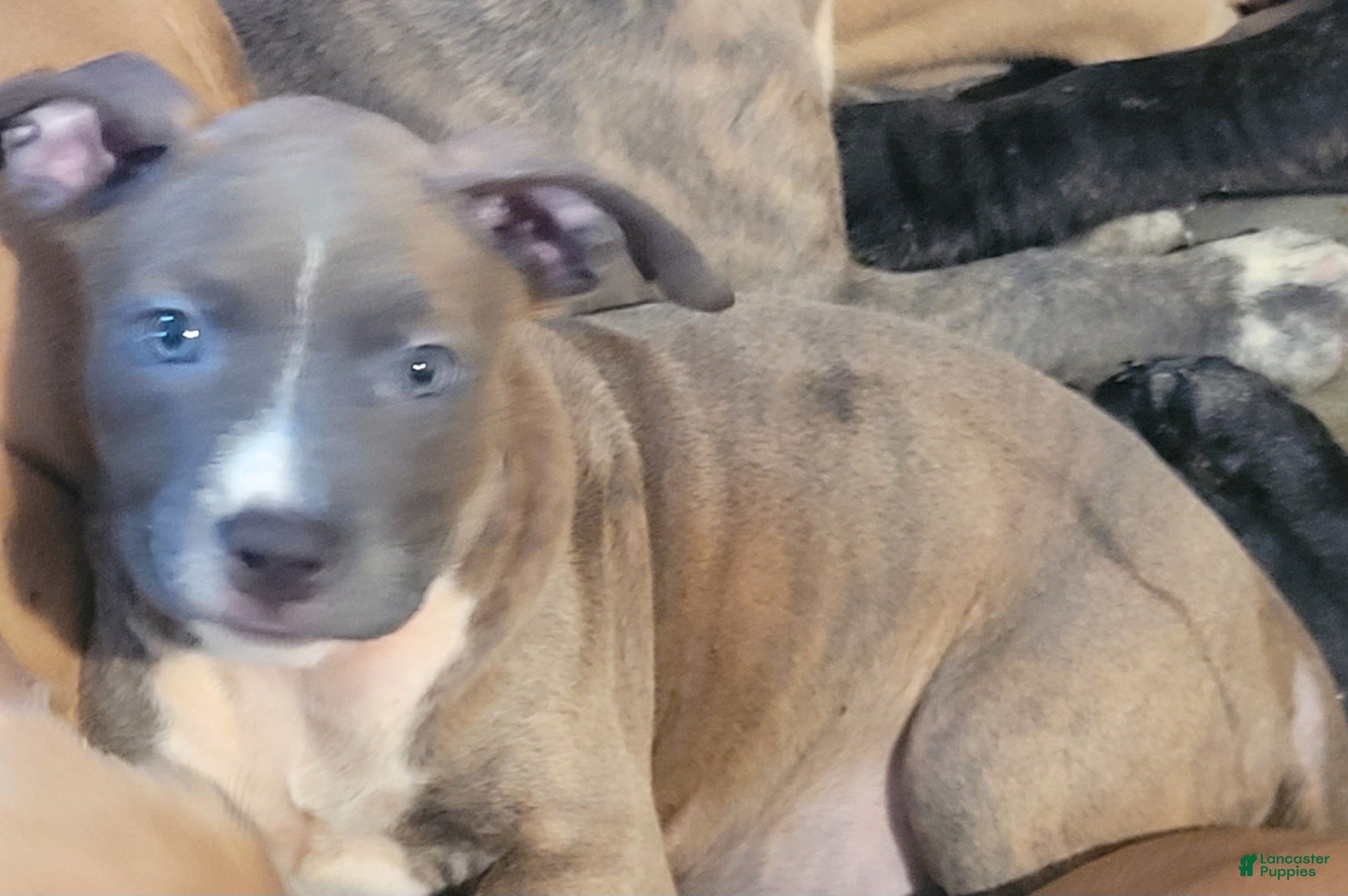 American Pit Bull Terrier dogs April  - Ad 20