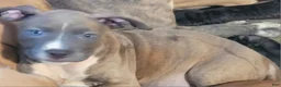 American Pit Bull Terrier dogs for sale: April  - Ad 1