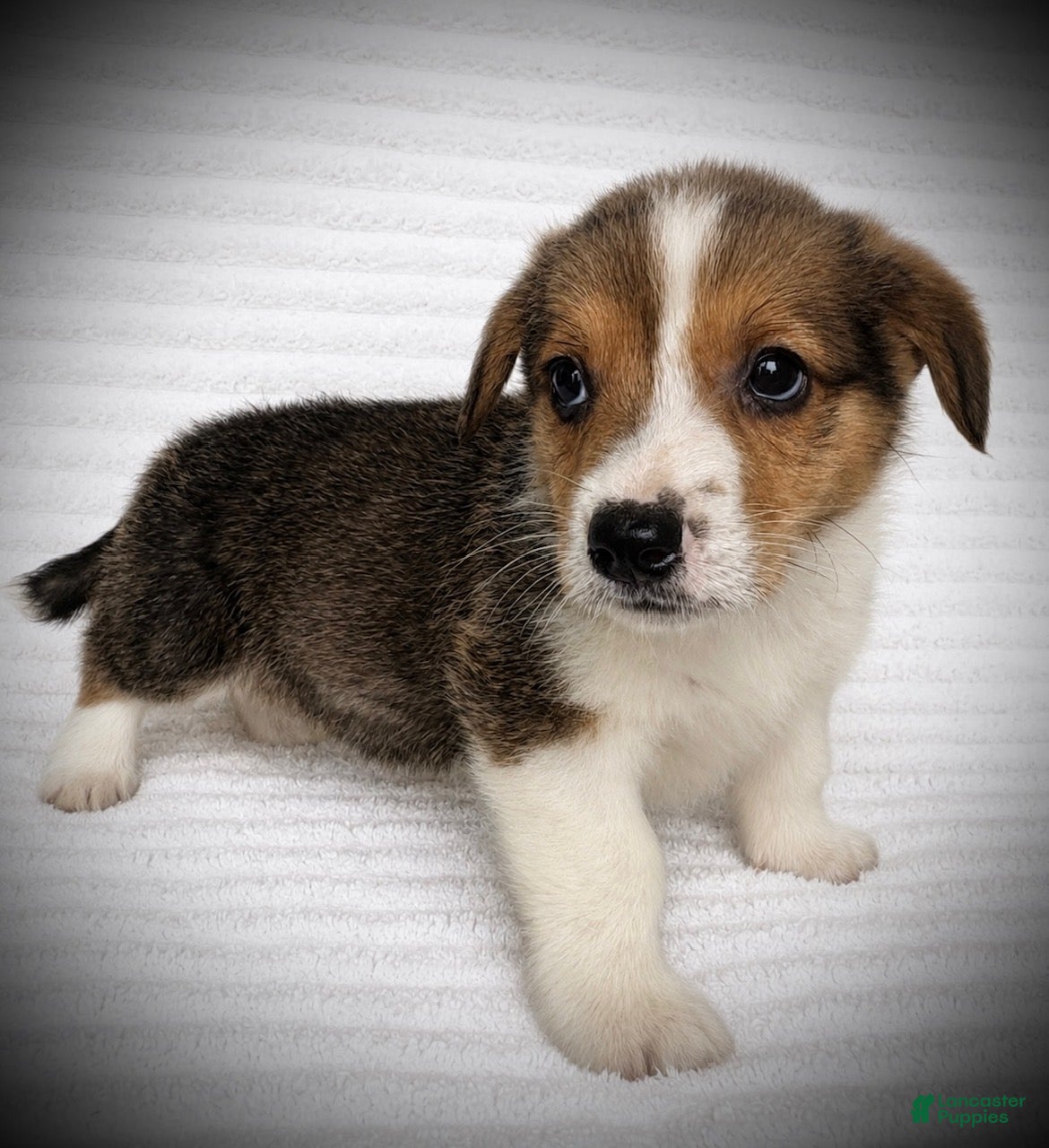 Welsh Corgi Pembroke dogs Bjorn - Ad 2