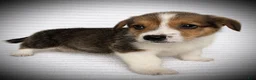 Welsh Corgi Pembroke dogs for sale: Bjorn - Ad 2