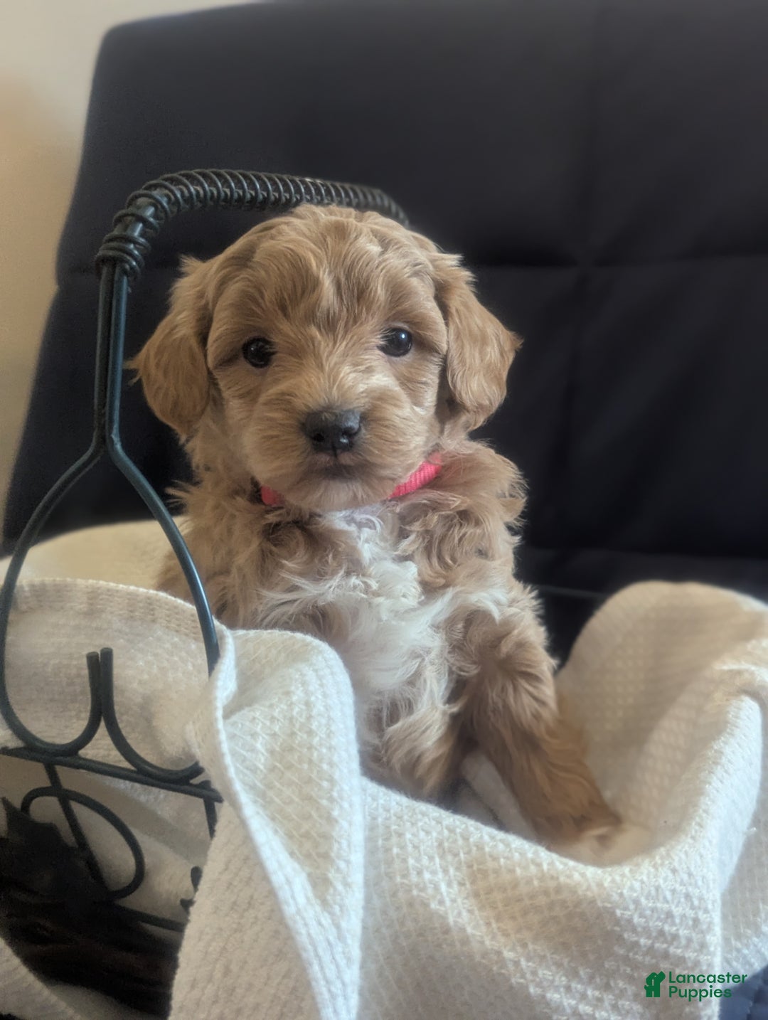 Mini Goldendoodle dogs for sale: Natalie - Ad 3