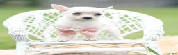 Chihuahua dogs for sale: Teacup Diamond - Ad 7