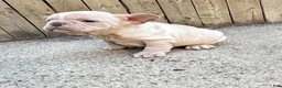 French Bulldog dogs for sale: Tiny - Ad 5