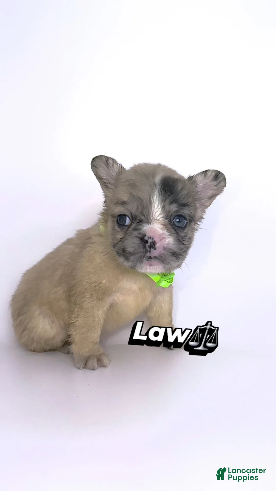 French Bulldog dogs for sale: Law⚖️🐾 - Ad 2